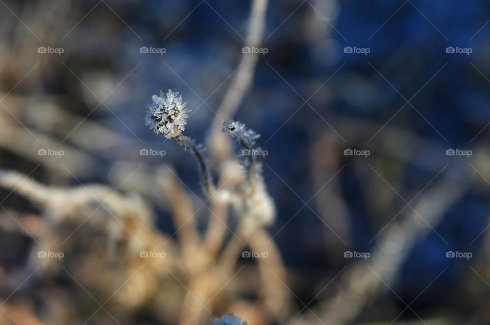 different types of bushes and grass covered with frosty icy needles in the first frost of November