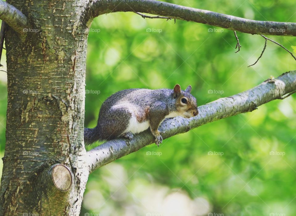 A wonderful squirrel enjoying the sun day on a tree.