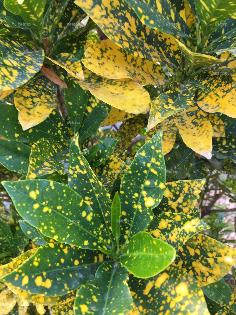 Flower in Kap Verde 