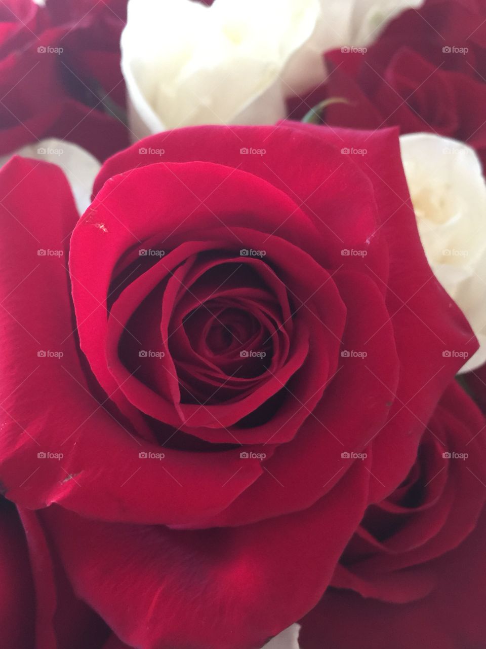 Rose. I love roses