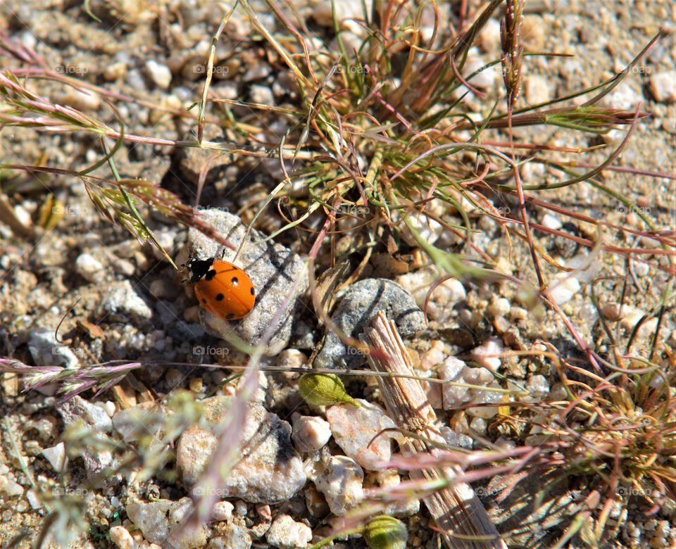 Ladybird in the Desert