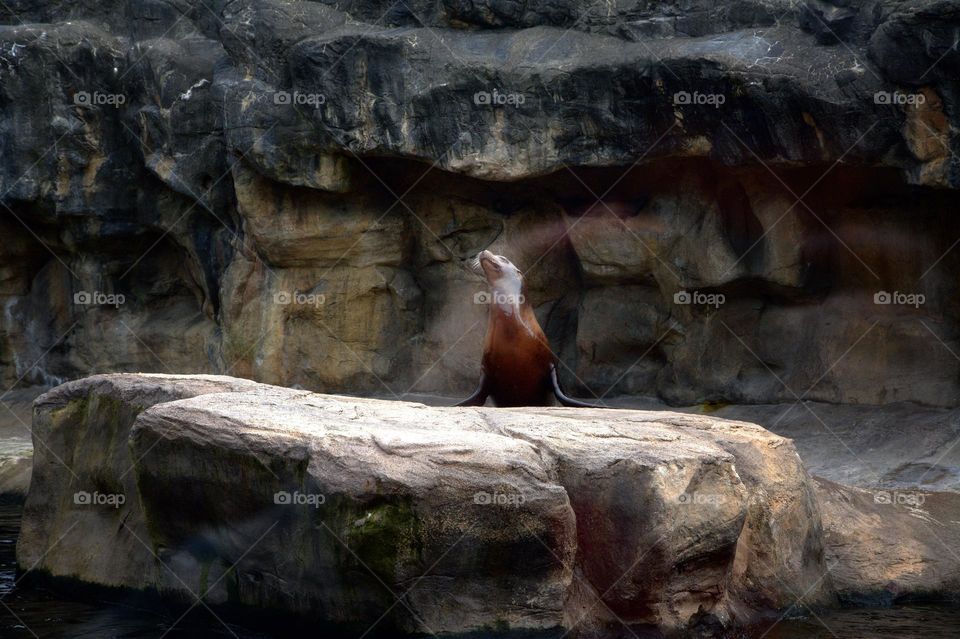 sea lion
