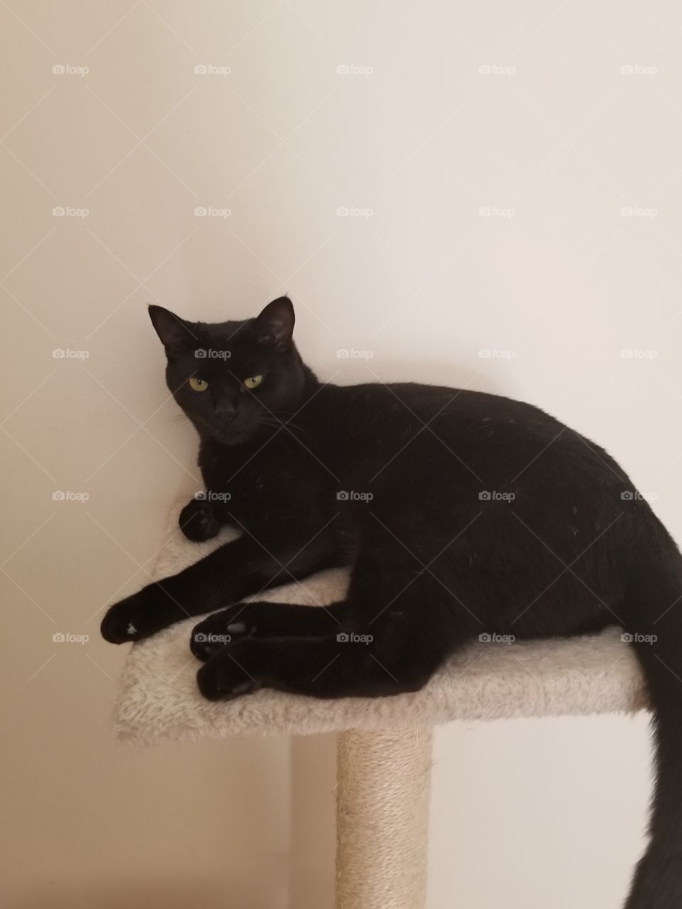 Black Cat on Cat Tree