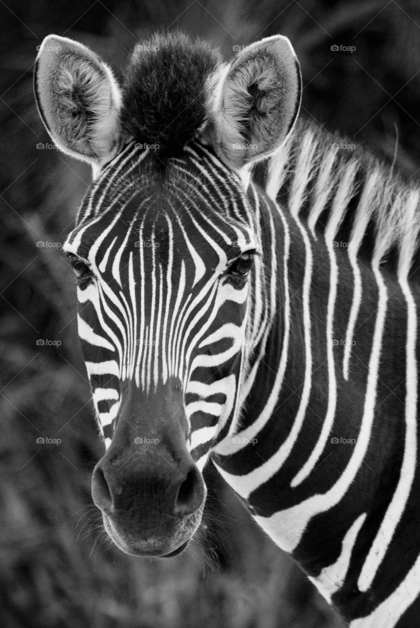 A black and white photograph of a zebra 