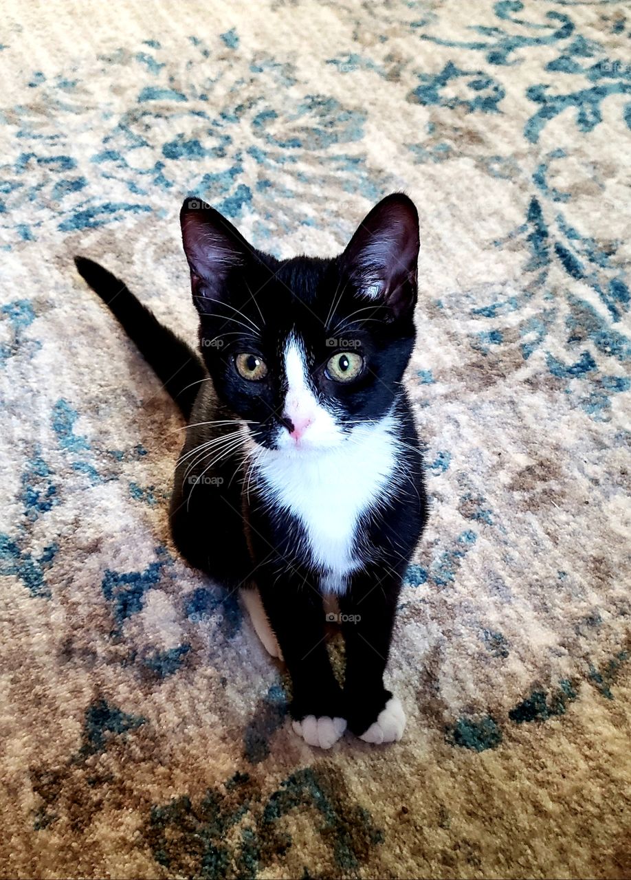 Willow Jane, black and white kitten.