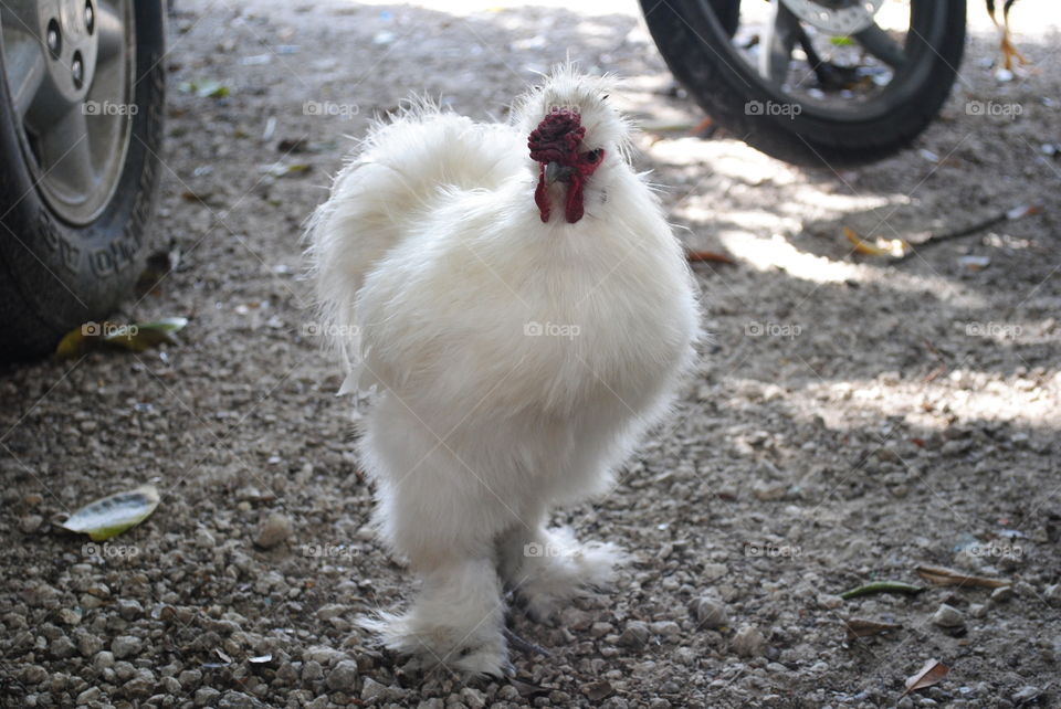 A white rooster in a yard in Bahama village, Key West, Florida