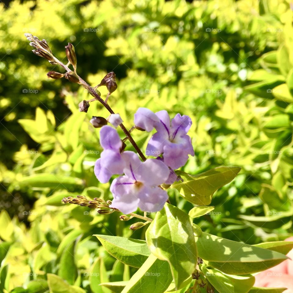 🌼#Flores do nosso #jardim, para alegrar e embelezar nosso dia!
#Jardinagem é nosso #hobby.
🌹
#flor #flowers #flower #pétalas #garden #natureza #nature #flora