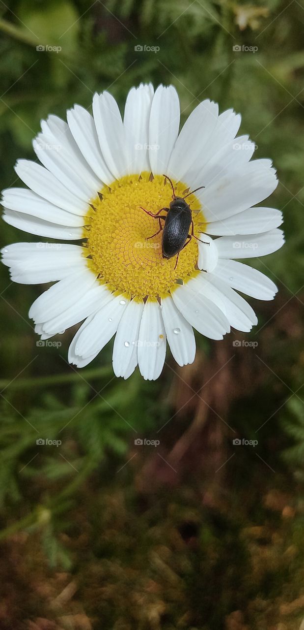 camomile and a bug on it
