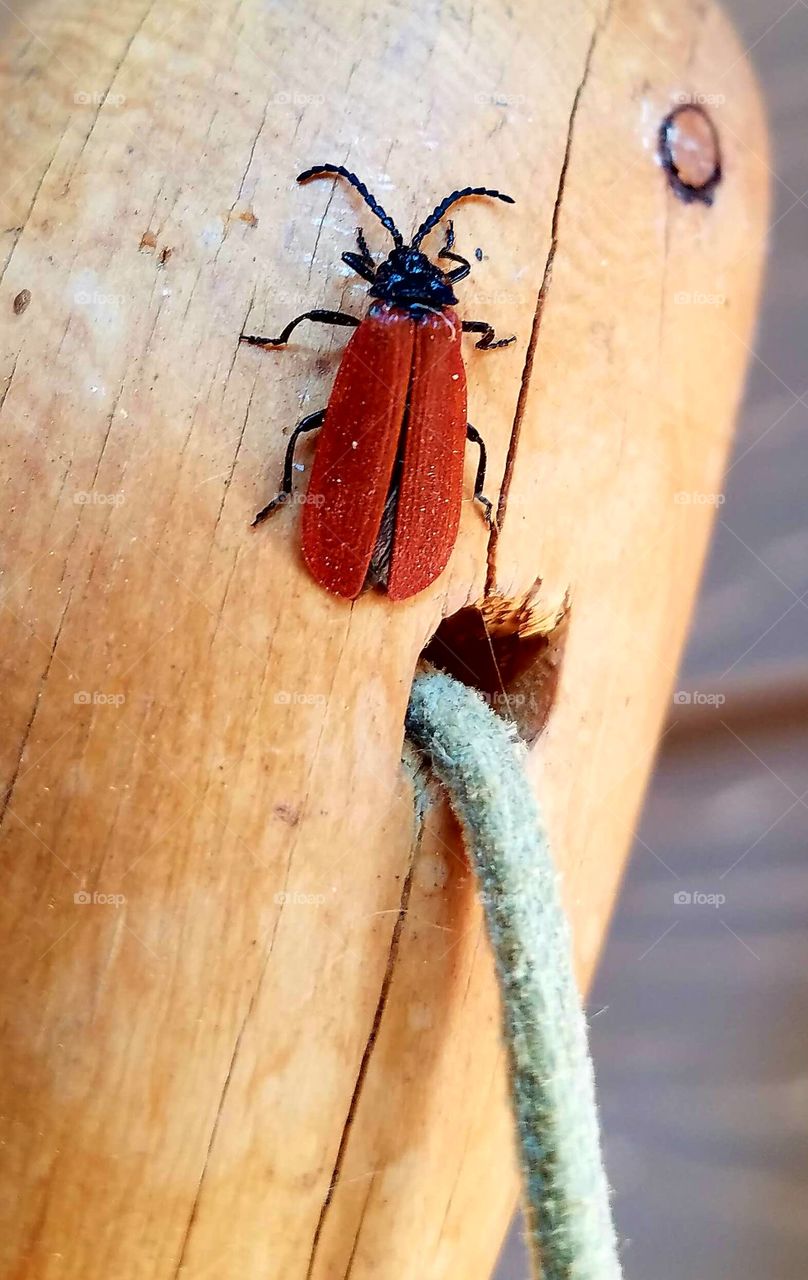 Tiny red visitor