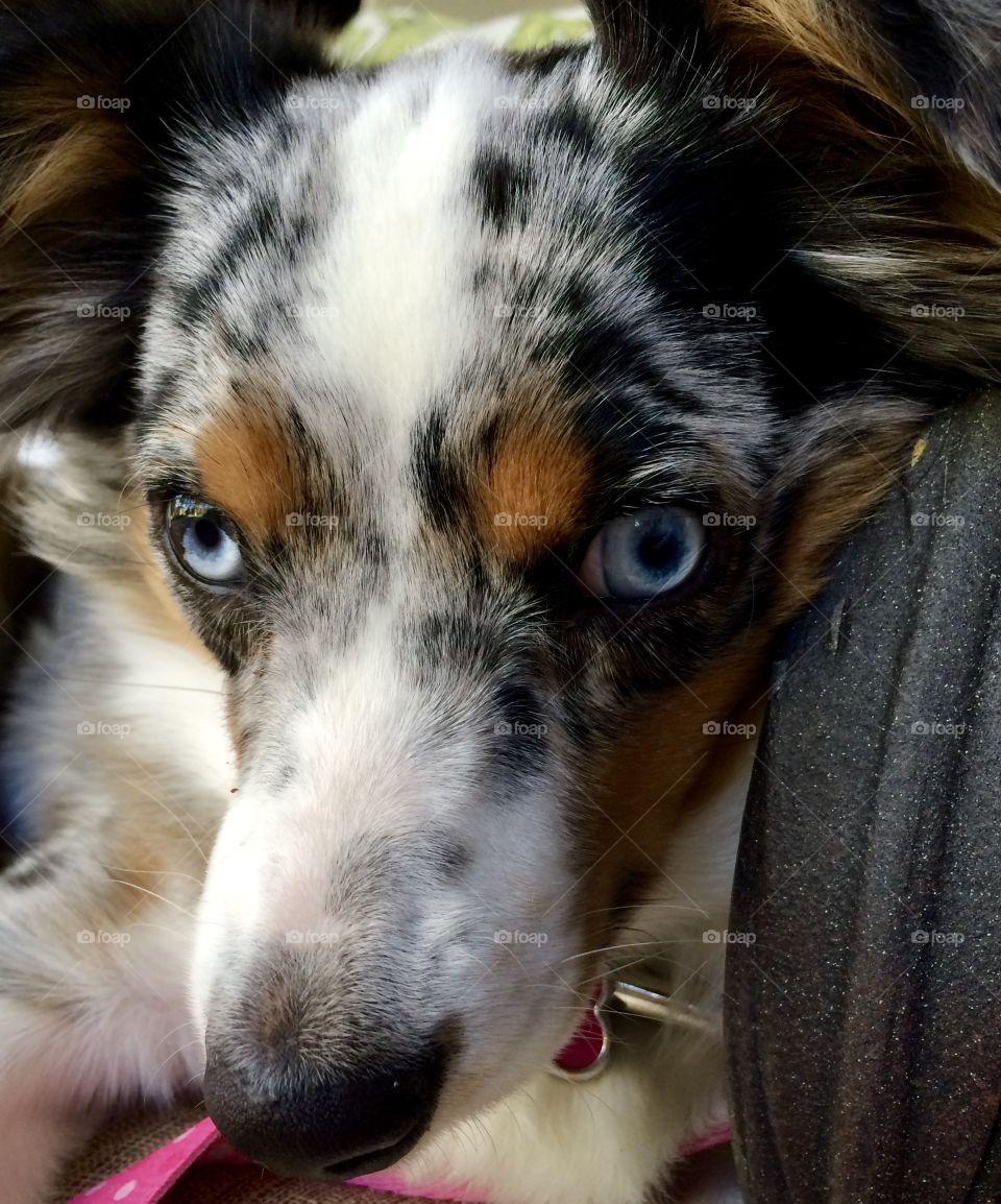 Foap Mission Beautiful Eyes! Close Shot Australian Shepard Ice Blue Eyes.