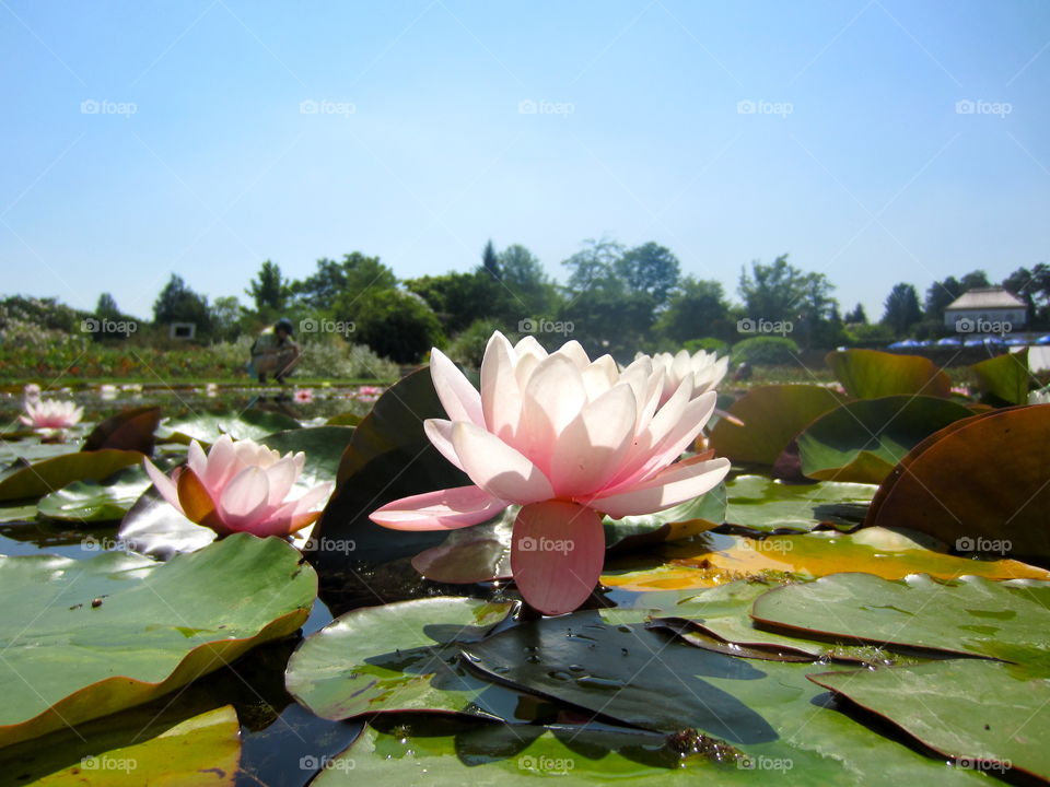 Pool, Lotus, Lily, Flower, Lake