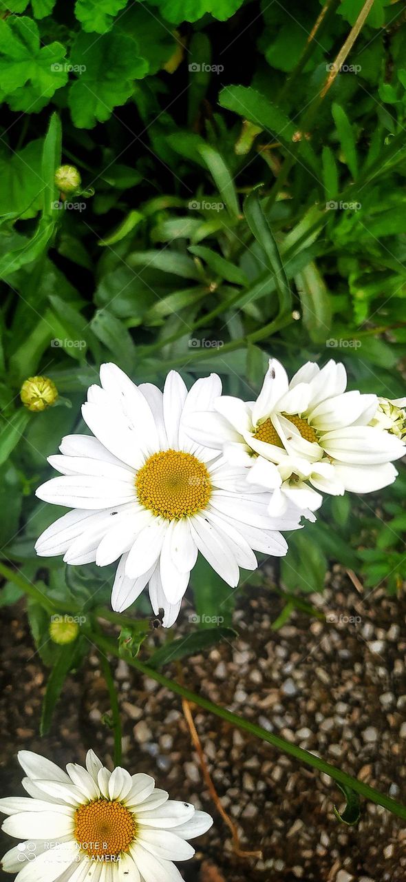 olha essa margarida bem linda edição bem feita e cheio de brotos