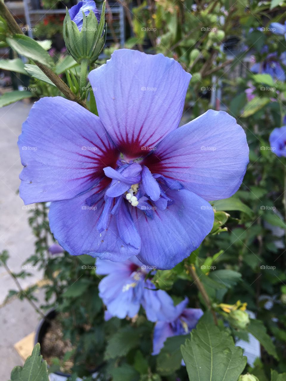 Purple hibiscus
