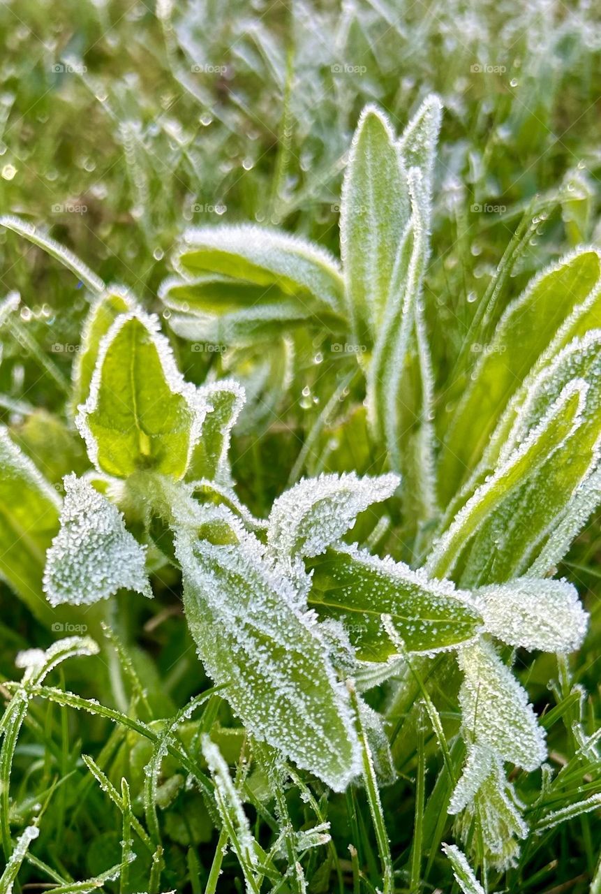 Frost on leaves 