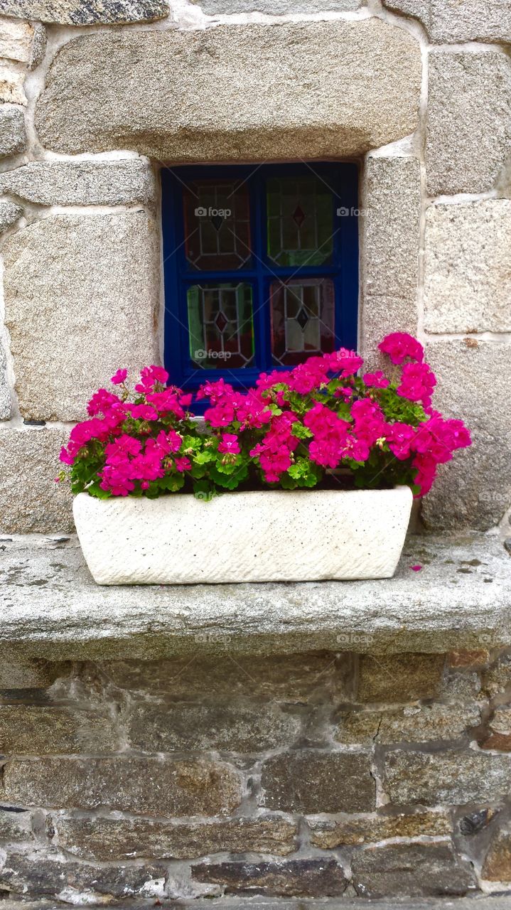 Geraniums on the Window Ledge