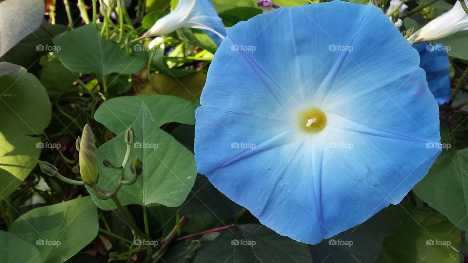 blue flower
