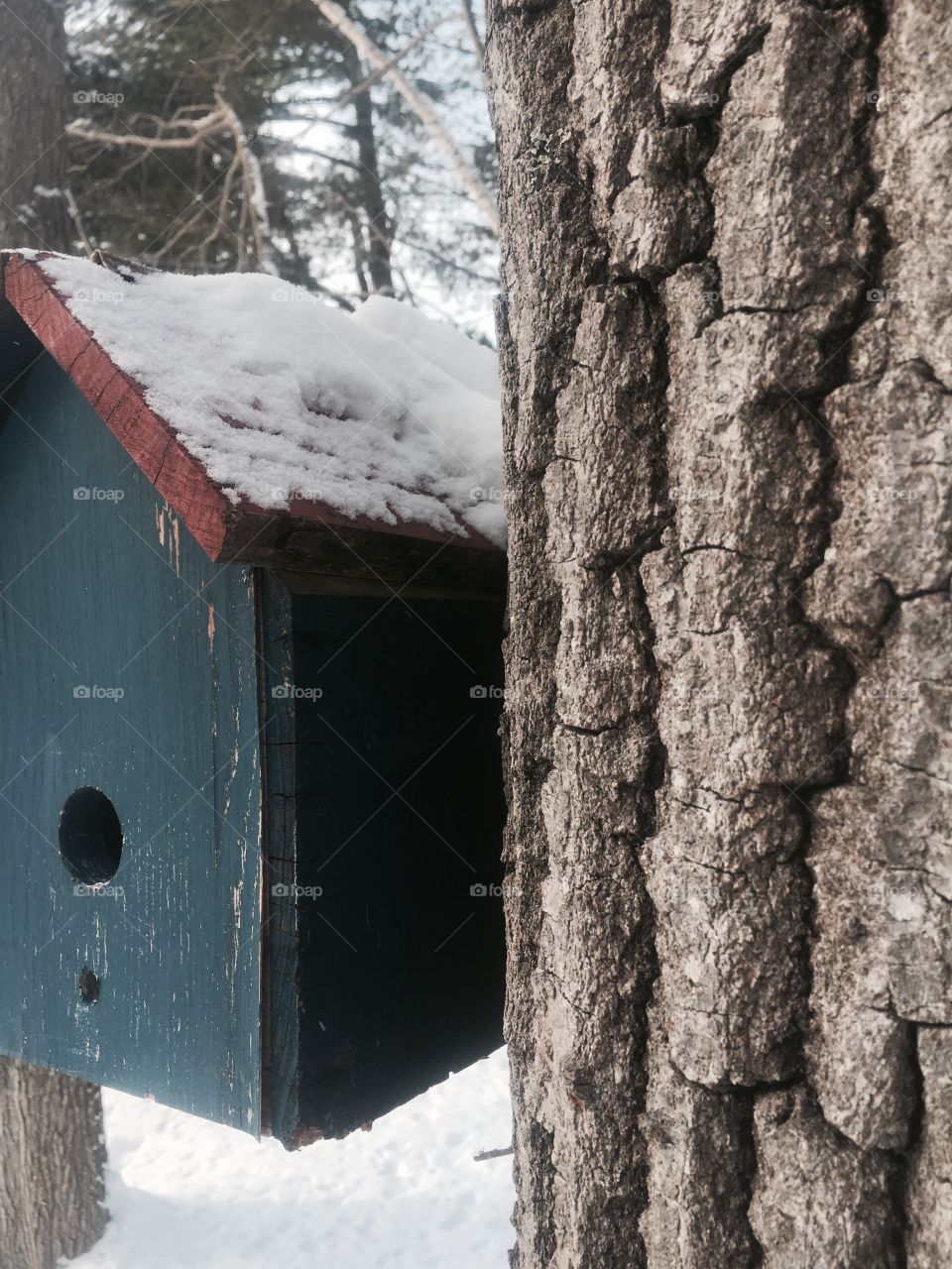 Bird house 