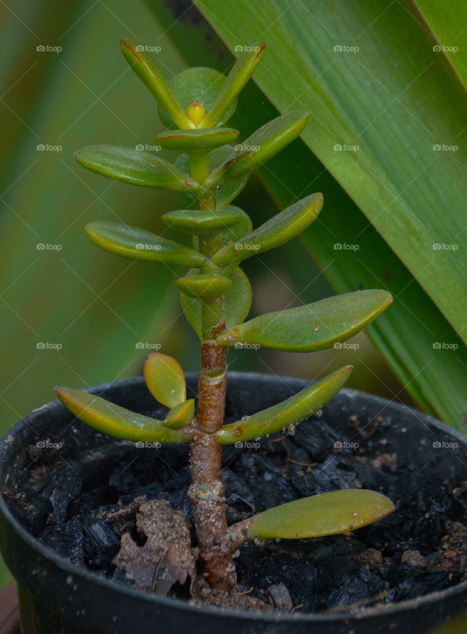 Uma das plantinha preferidas dos brasileiros 