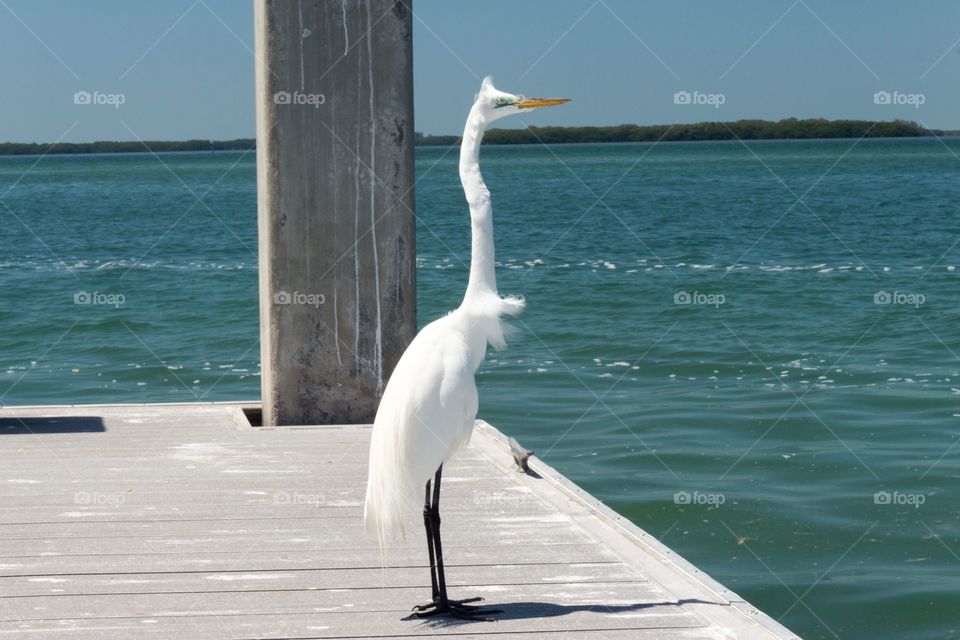 Pier watch 