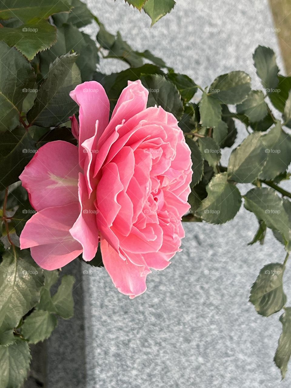 Pink Rose in Yuanshan Flower Expo Park