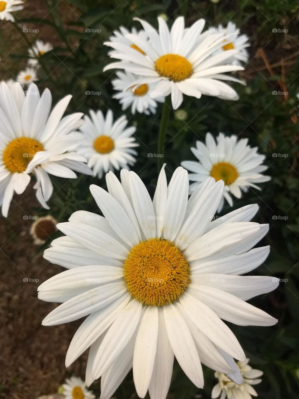 white Flowers