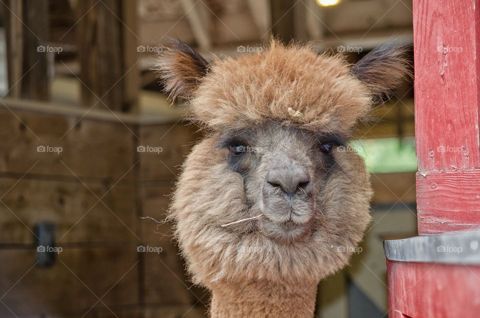 friendly alpaca