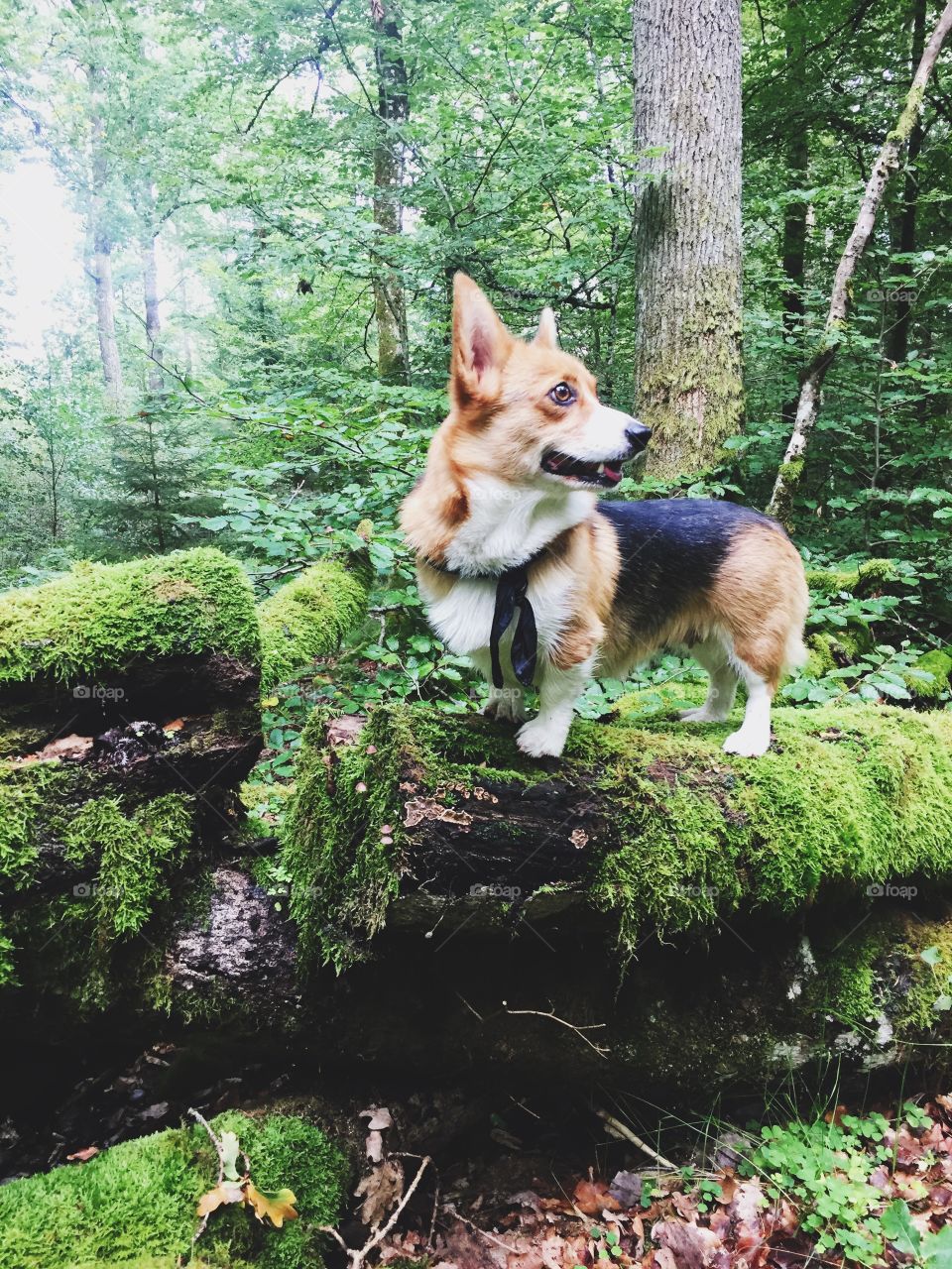 Dog - welsh corgi pembroke