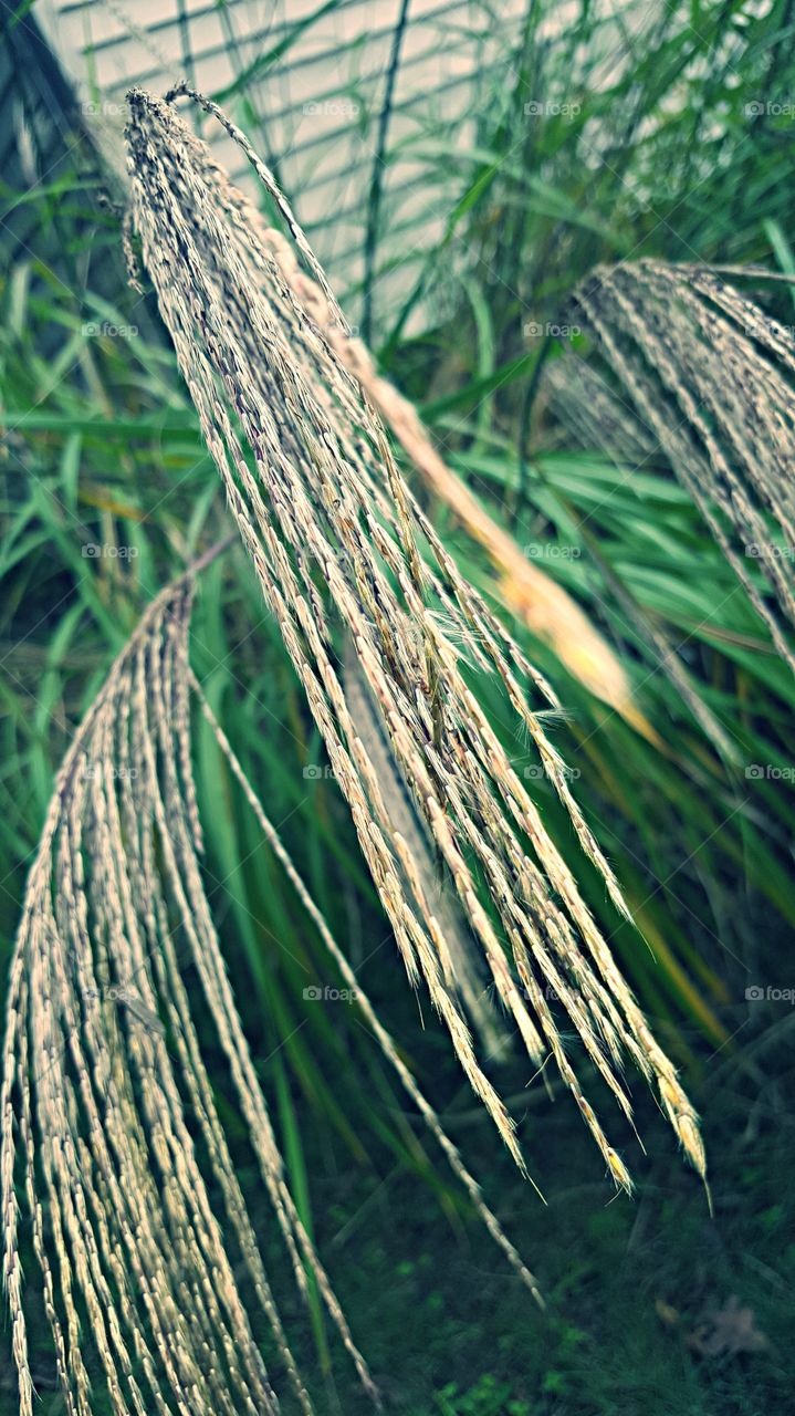 grass