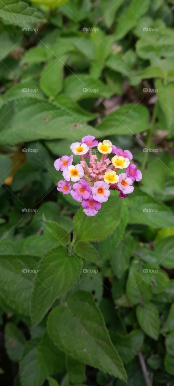 Lantana is a pantropical perennial shrub native to South America adapted to Mediterranean conditions.This means that in some regions it is not necessary to protect them from frost but in others they absolutely must be brought inside for the winter.