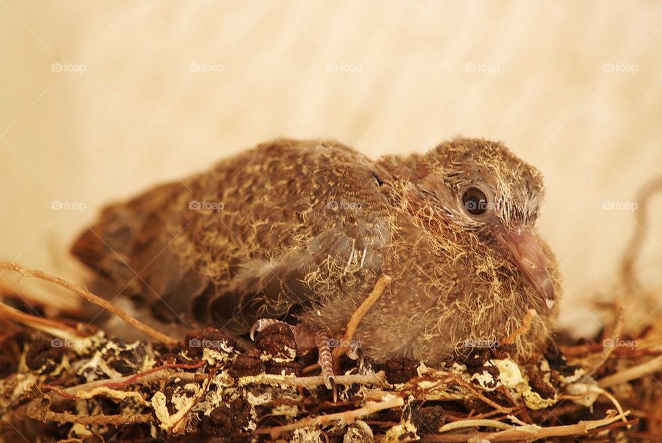 baby eye bird cute by a.bilbaisi