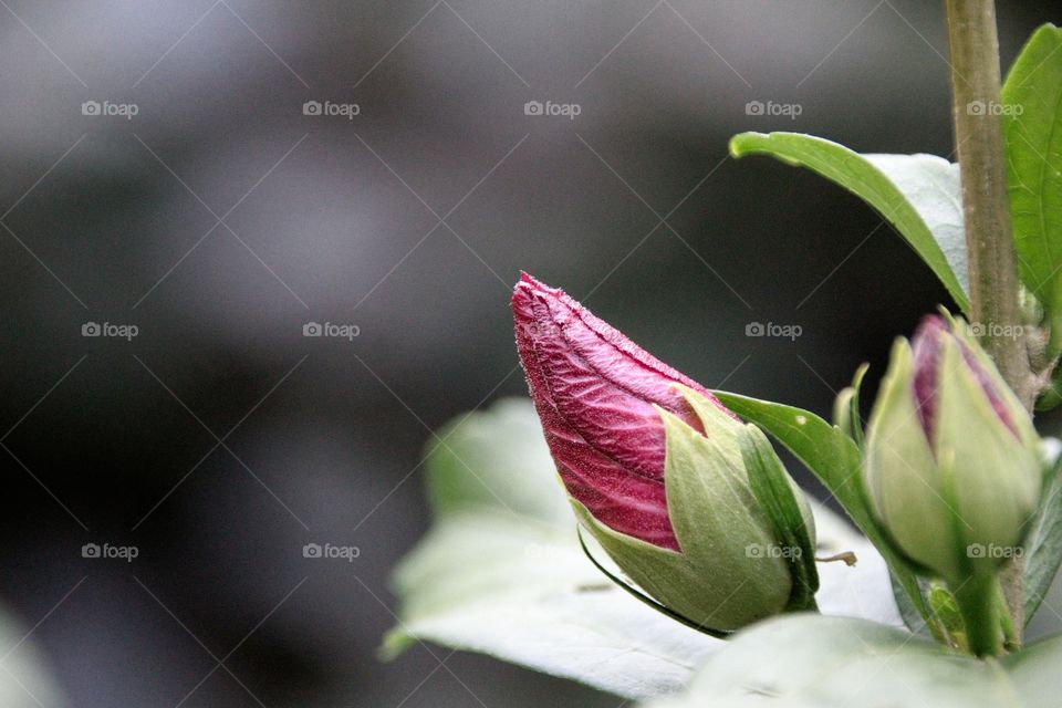 pink and white flower