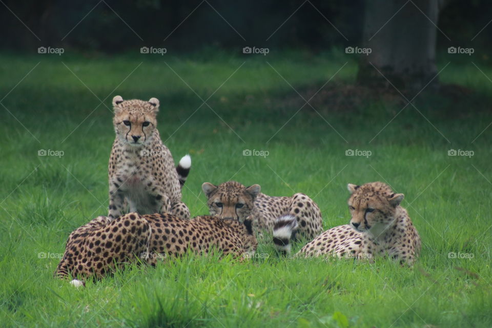 Animals, cheetah, cat,