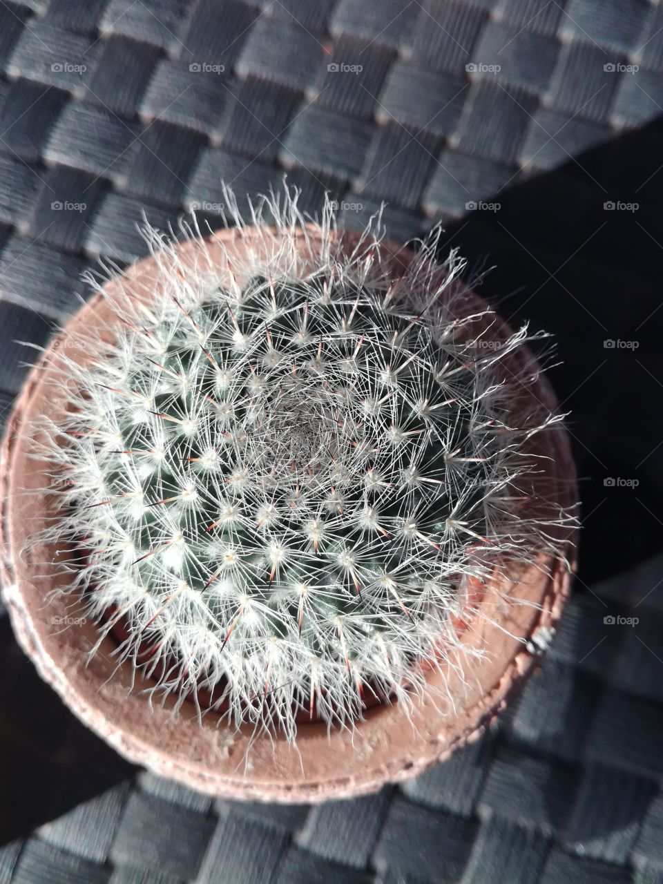 cactus, ellipse