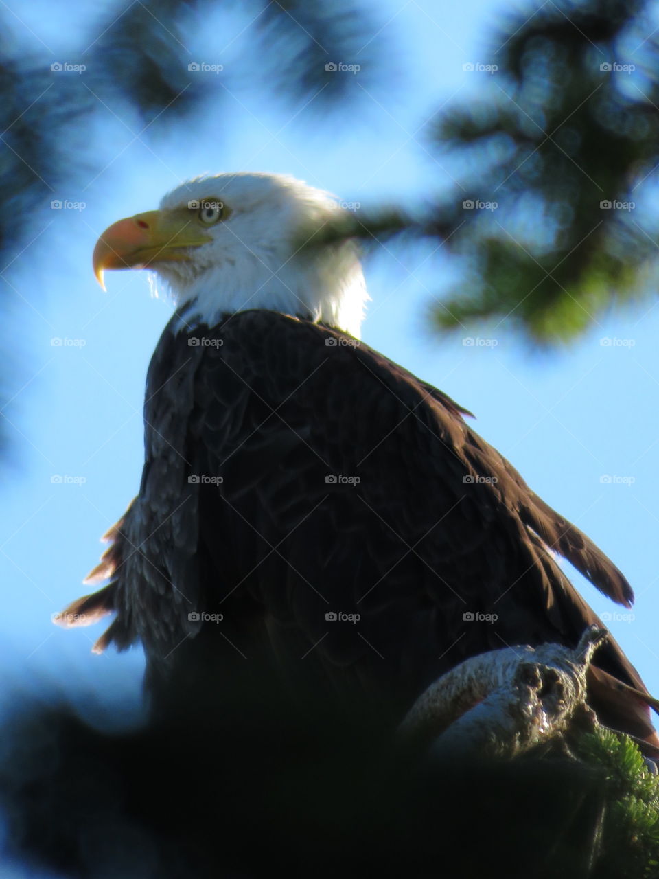 Bald eagle, Guemes Island