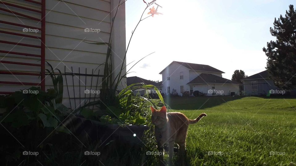 Tiger In the Garden