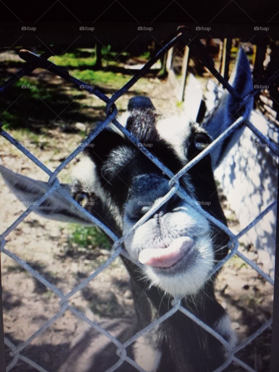 silly goat