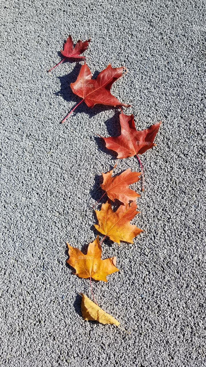 Colour transition from Fall leaves