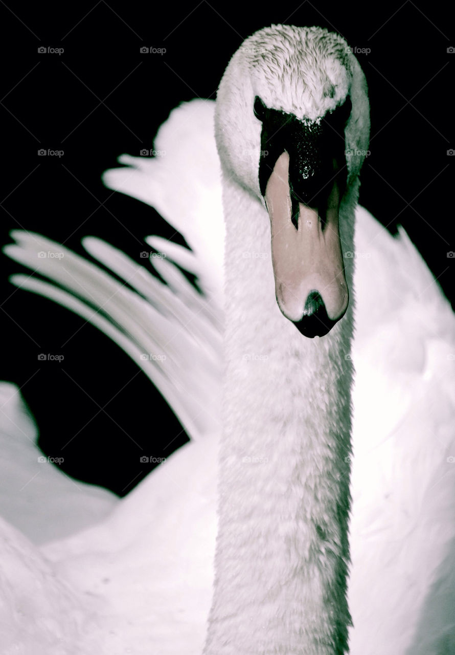 Swan