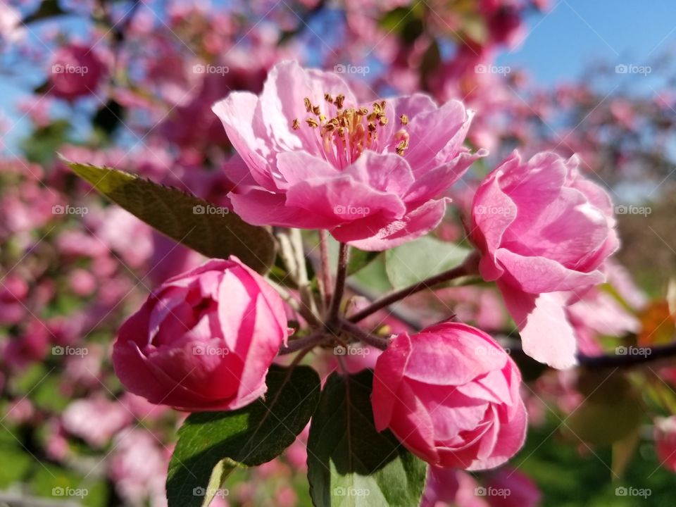 Pink blooms