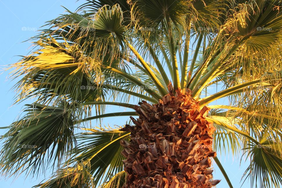 Palm tree