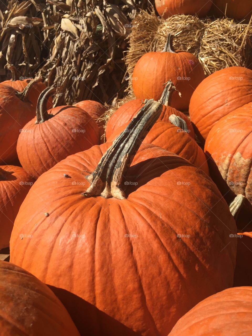 Close-up of a pumpkins