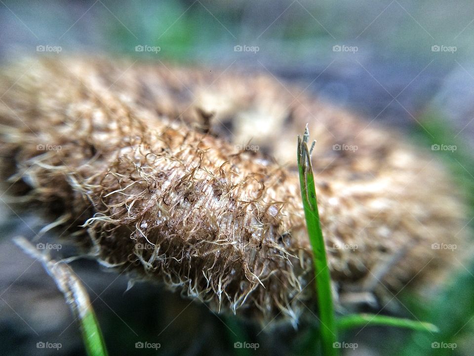 Mushroom  | Photo with iPhone 5S + Macro lens.