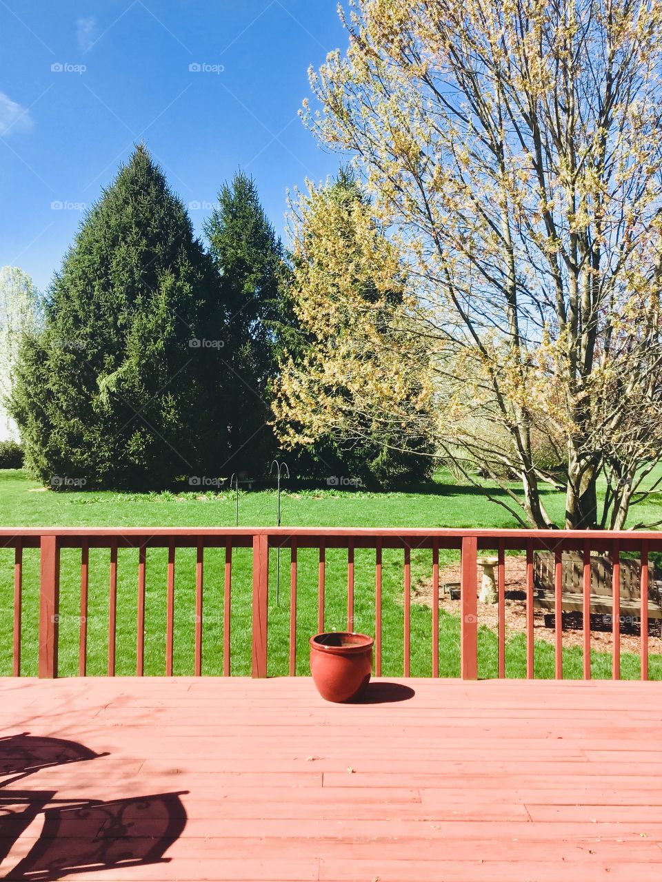 My beautiful backyard with beautiful trees and green grass everywhere.