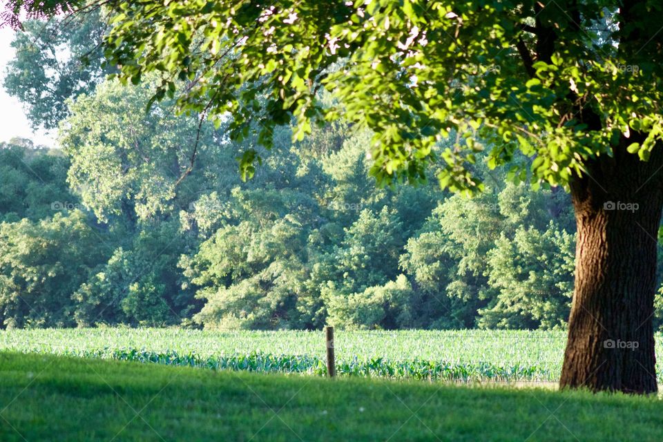 A large leafy tree next to a cornfield and grove of trees In the distance