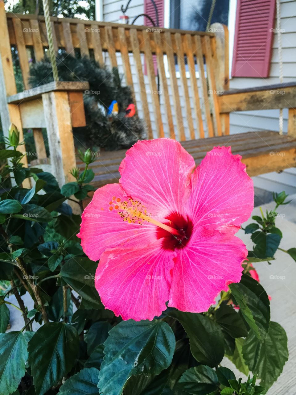 Pink flower