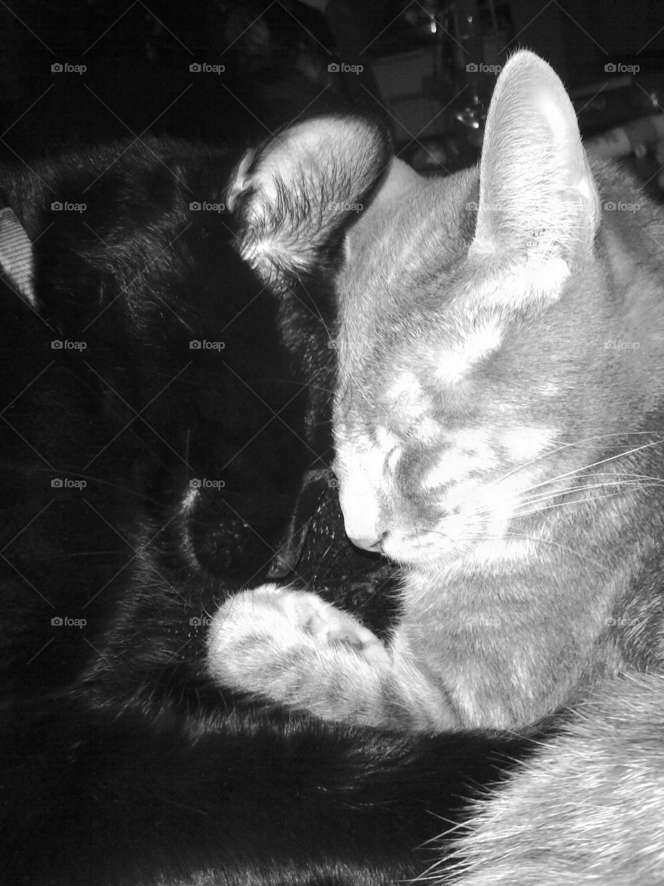 Cat Yen and Yang. My 2 kitties snuggling on a cold day. 
