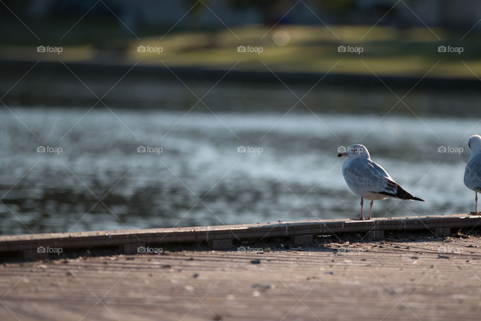 Bird at bridge 