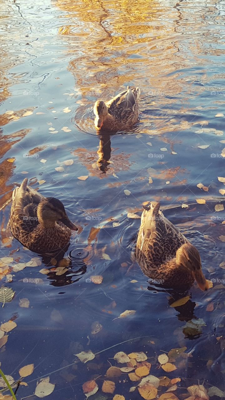 ducks in water