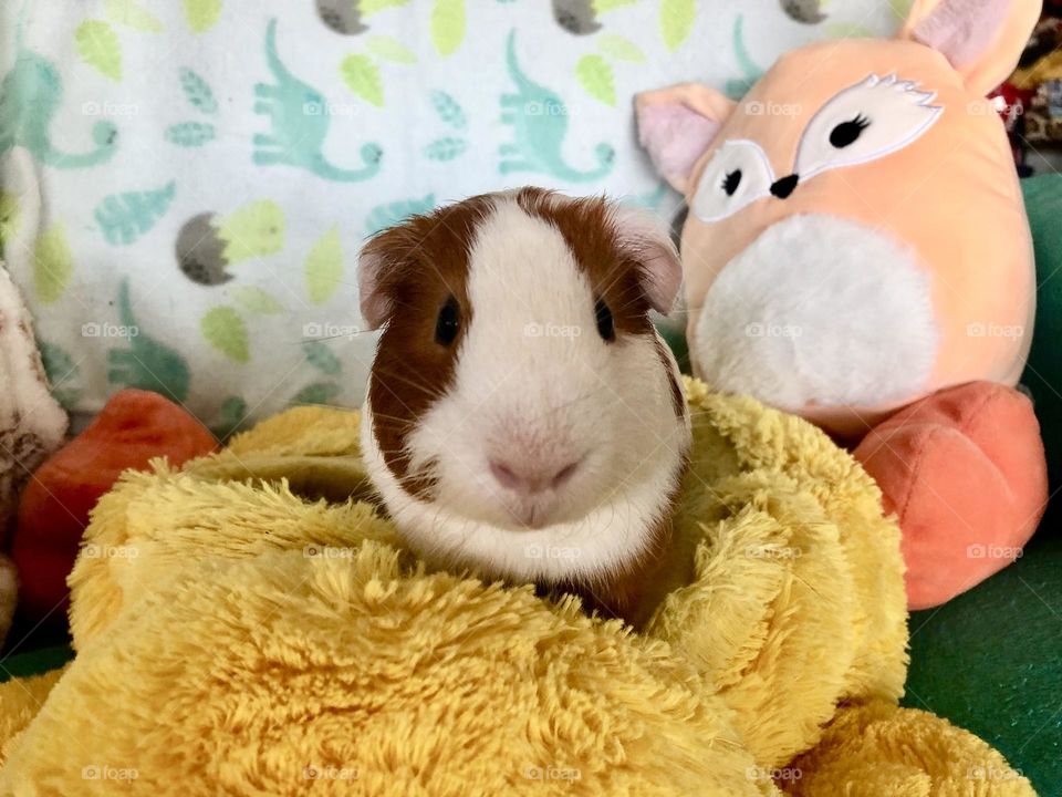 Close up with Nicky baby / my Guinea piglet 