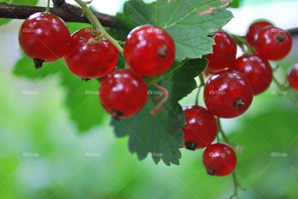 A branch of red currant